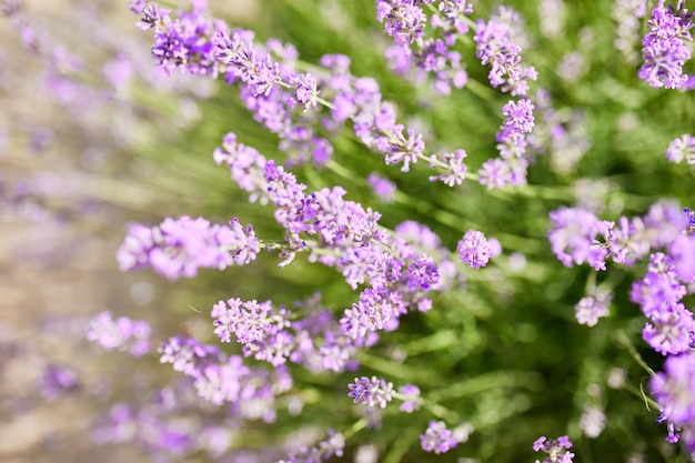 Nahaufnahme von Lavendelblüten Violettes Lavendelfeld im Sommer