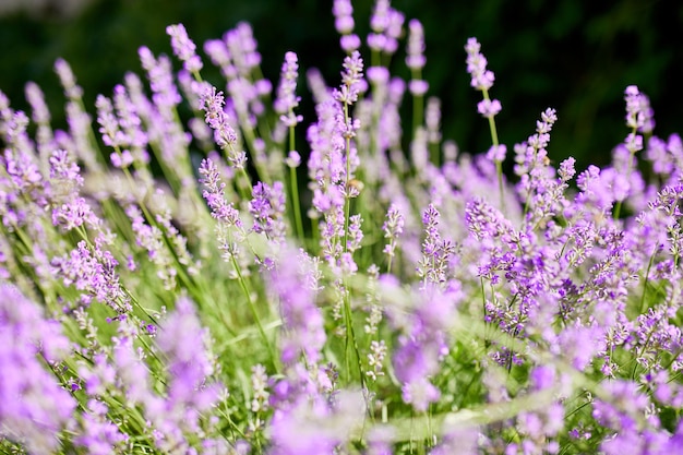 Nahaufnahme von Lavendelblüten Violettes Lavendelfeld im Sommer