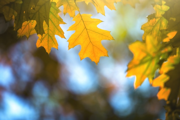 Nahaufnahme von leuchtend gelben und roten Ahornblättern auf Herbstbaumzweigen mit lebendigem, verschwommenem Hintergrund im Herbstpark.