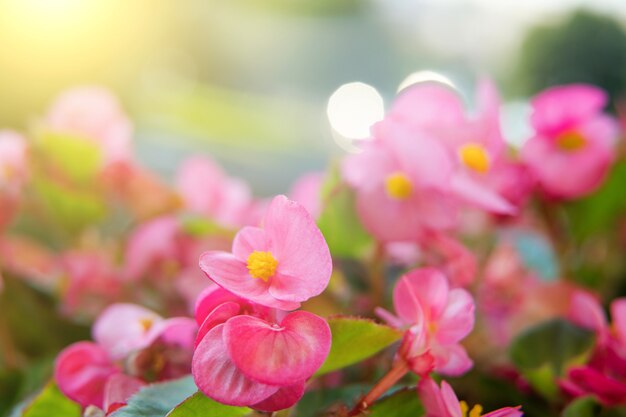 Nahaufnahme von leuchtend rosa Begonie blüht Hintergrund bei Sonnenaufgang. Abstrakte Komposition. Umfeld. Natur inspiriert. Hausgartenarbeit