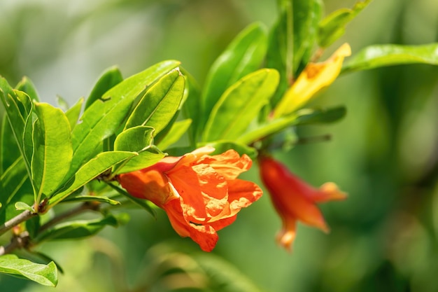 Nahaufnahme von leuchtend roten Granatapfelblüten punica granatum mit Knospen mit grünen Blättern