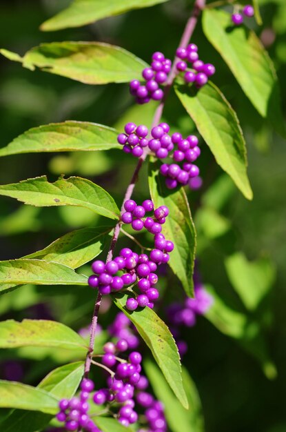 Nahaufnahme von lila Beeren, die auf der Pflanze wachsen