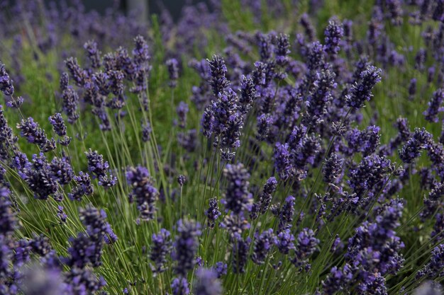 Nahaufnahme von lila blühenden Pflanzen auf dem Feld