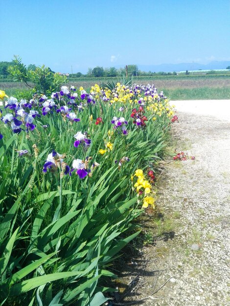 Nahaufnahme von lila blühenden Pflanzen auf dem Feld