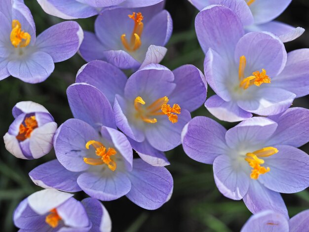 Foto nahaufnahme von lila blühenden pflanzen im park