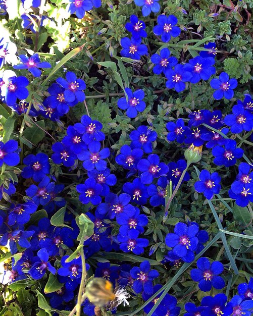 Nahaufnahme von lila Blüten, die auf dem Feld blühen