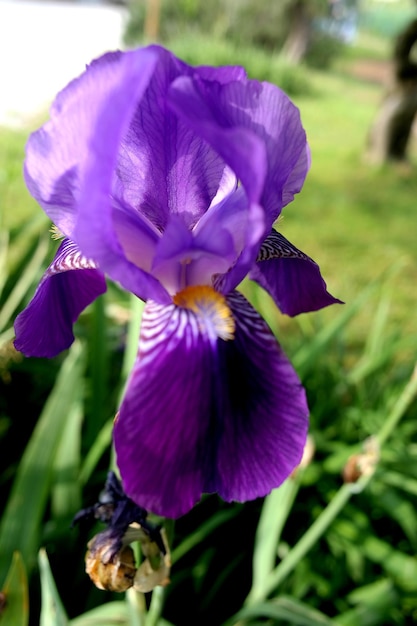 Foto nahaufnahme von lila blüten, die blühen