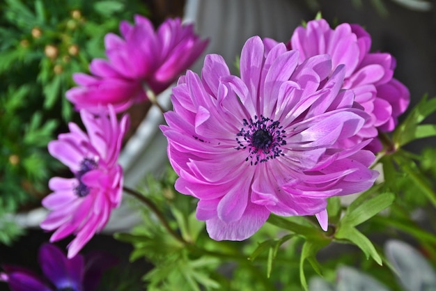 Foto nahaufnahme von lila blüten, die im freien blühen