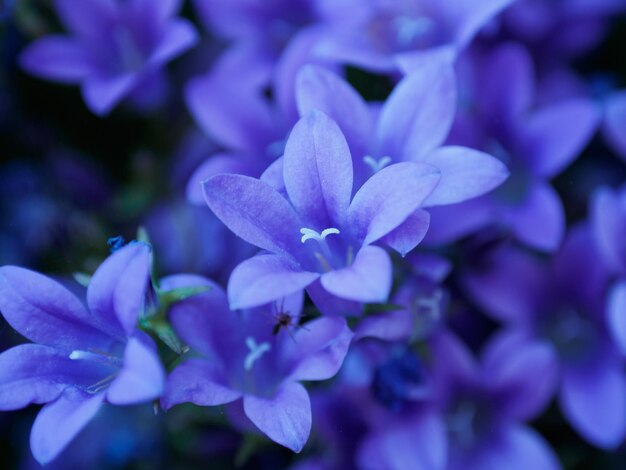 Foto nahaufnahme von lila blüten, die im freien blühen