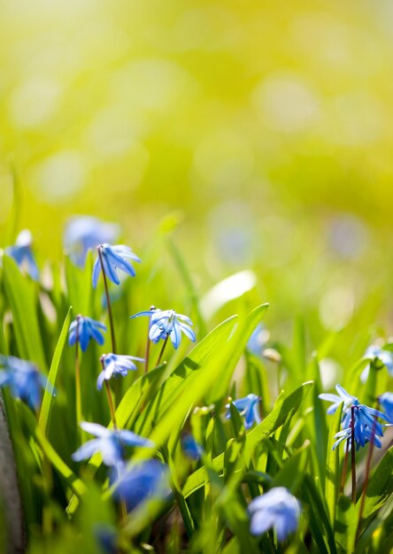 Foto nahaufnahme von lila blüten, die im freien blühen