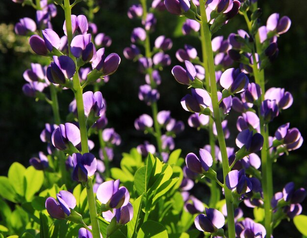 Foto nahaufnahme von lila blüten, die im freien blühen