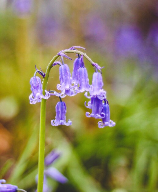 Nahaufnahme von lila Blüten, die im Freien blühen