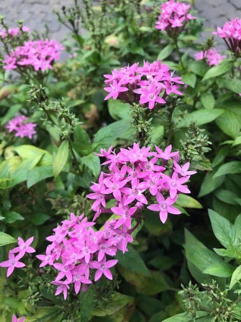 Foto nahaufnahme von lila blüten, die im freien blühen