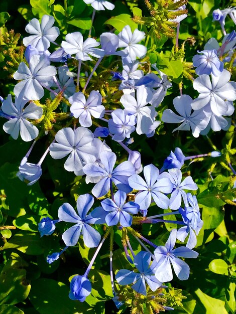 Foto nahaufnahme von lila blüten, die im freien blühen