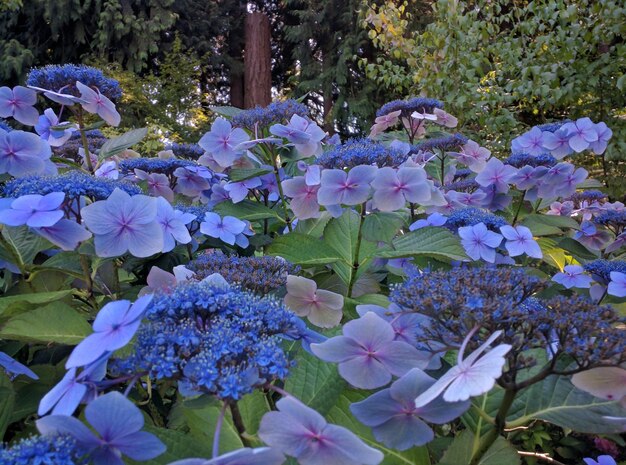 Foto nahaufnahme von lila blüten, die im park blühen