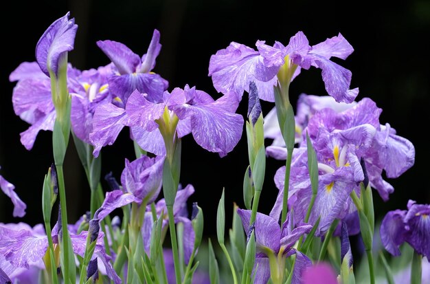 Nahaufnahme von lila Blüten, die vor schwarzem Hintergrund blühen