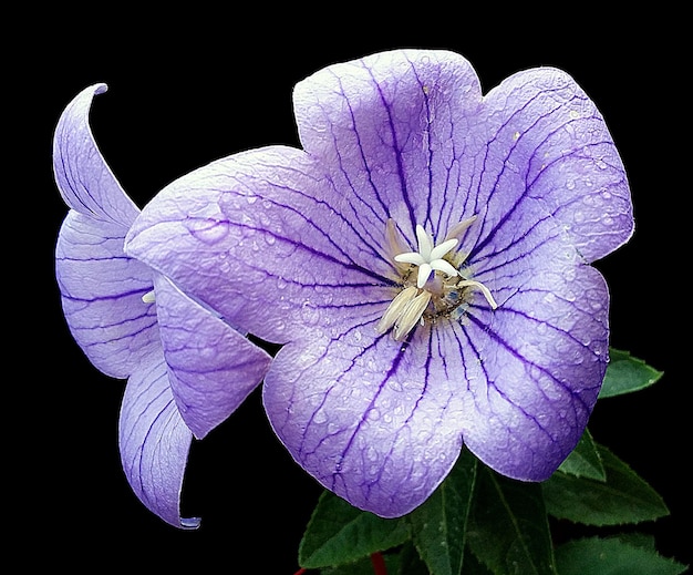 Nahaufnahme von lila Blüten, die vor schwarzem Hintergrund blühen