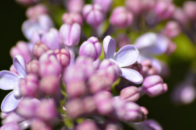 Foto nahaufnahme von lila blüten