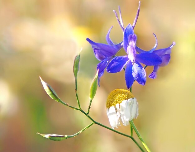 Foto nahaufnahme von lila blüten