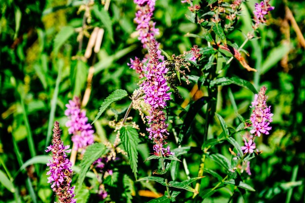 Foto nahaufnahme von lila blüten