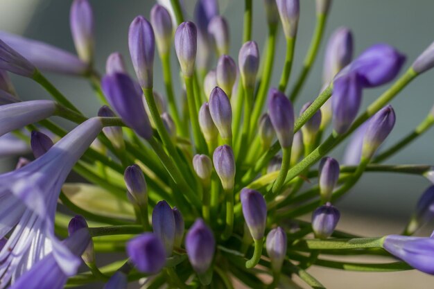 Foto nahaufnahme von lila blüten