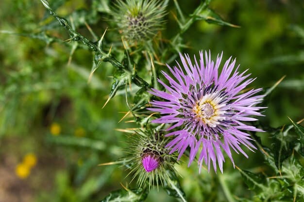 Nahaufnahme von lila Blüten