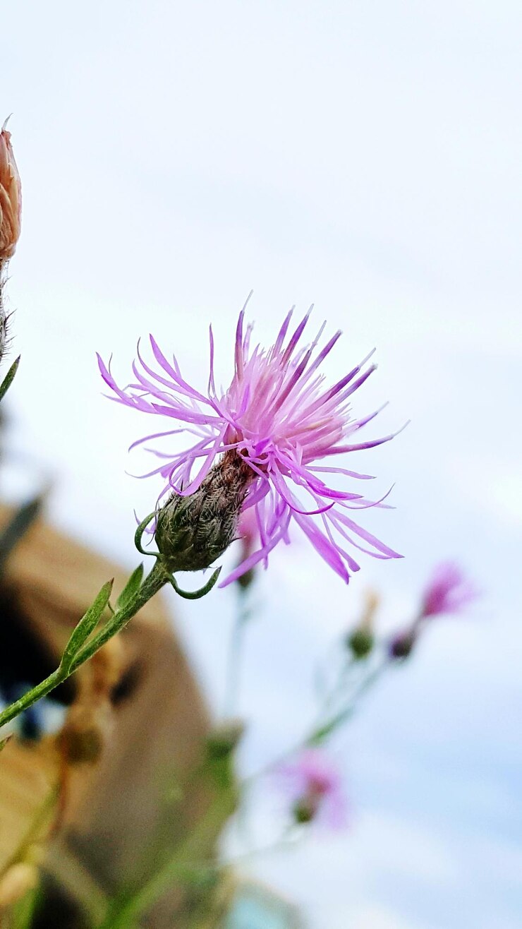 Foto nahaufnahme von lila blüten
