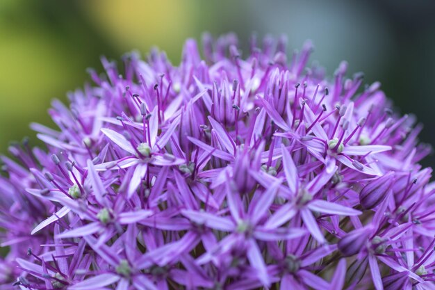 Foto nahaufnahme von lila blüten