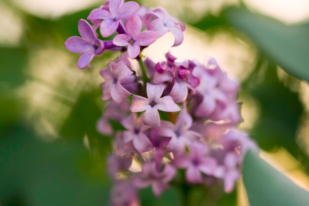 Foto nahaufnahme von lila blüten