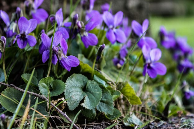 Nahaufnahme von lila Blüten