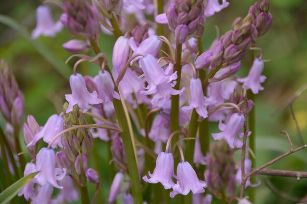 Foto nahaufnahme von lila blüten