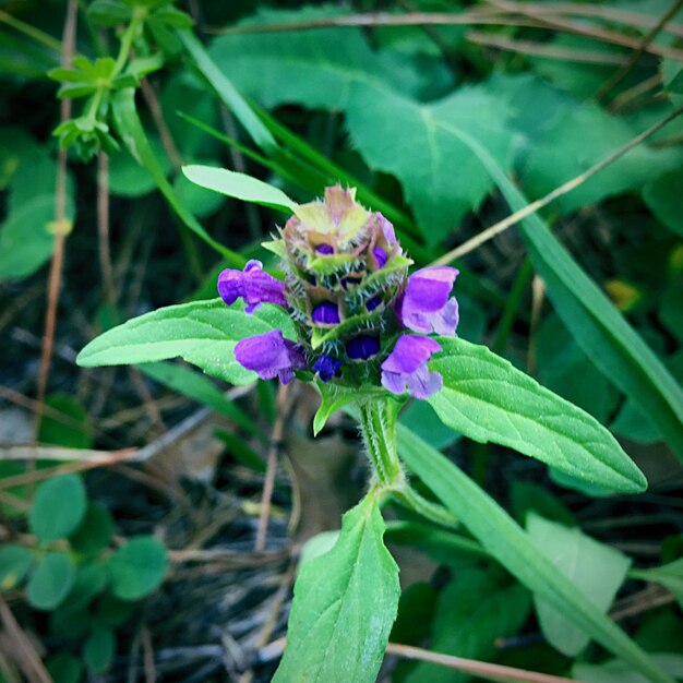 Nahaufnahme von lila Blüten