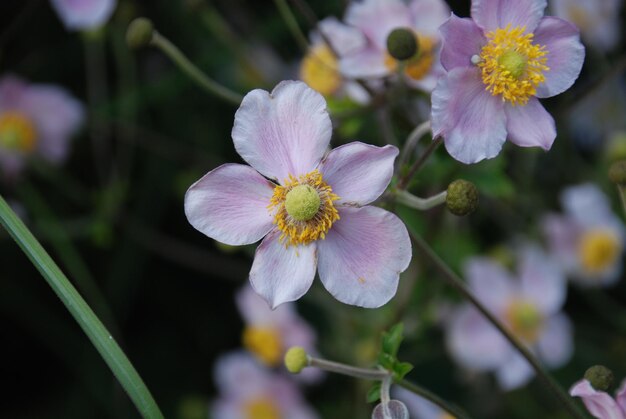 Foto nahaufnahme von lila blüten