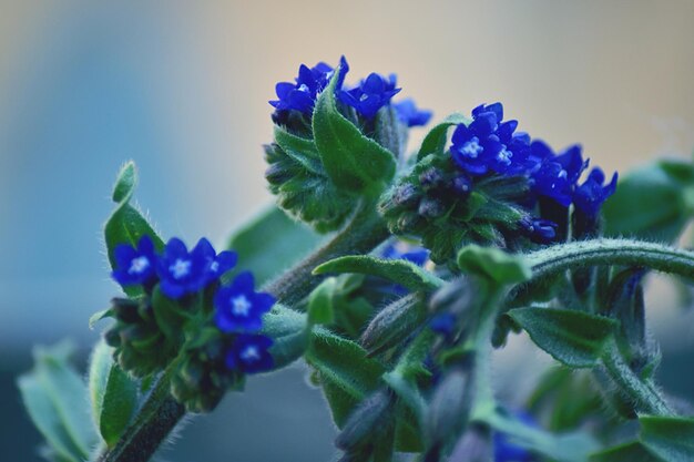 Foto nahaufnahme von lila blüten