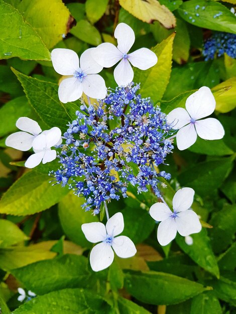 Foto nahaufnahme von lila blüten