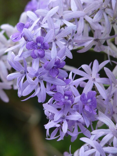 Foto nahaufnahme von lila blüten