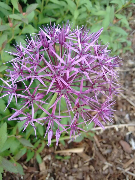 Foto nahaufnahme von lila blüten