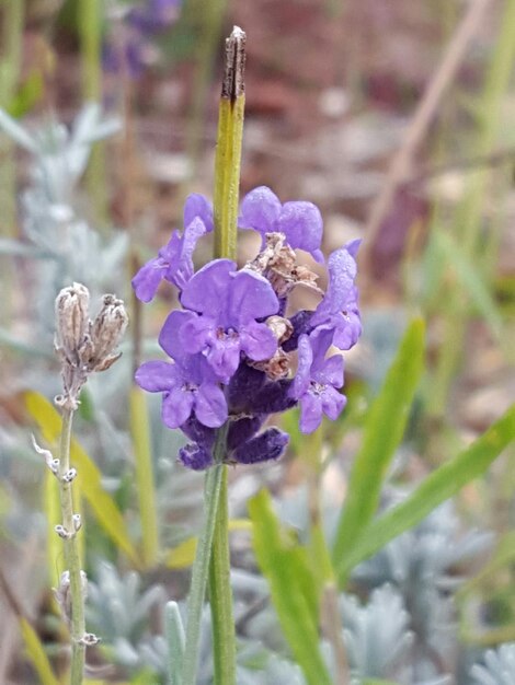 Foto nahaufnahme von lila blüten