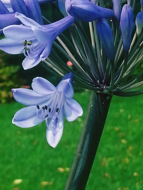 Foto nahaufnahme von lila blüten