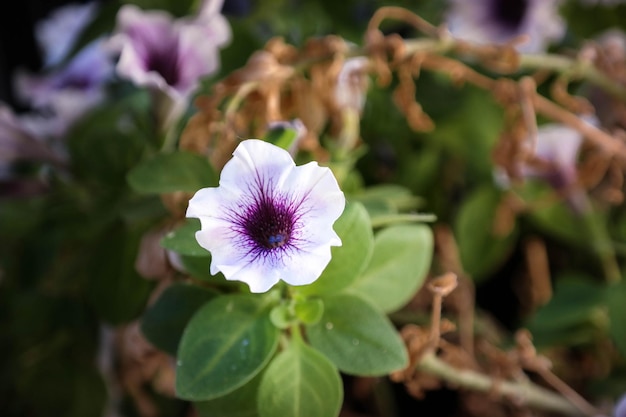 Foto nahaufnahme von lila blüten