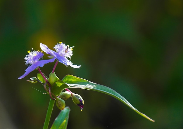 Foto nahaufnahme von lila blüten