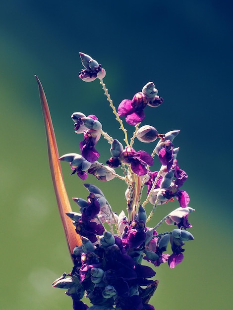 Nahaufnahme von lila Blüten