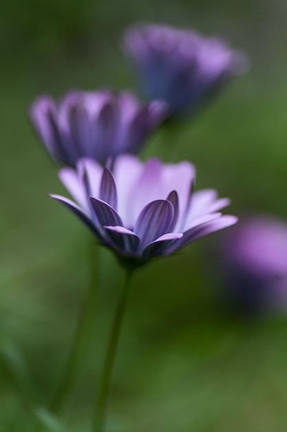 Nahaufnahme von lila Blüten
