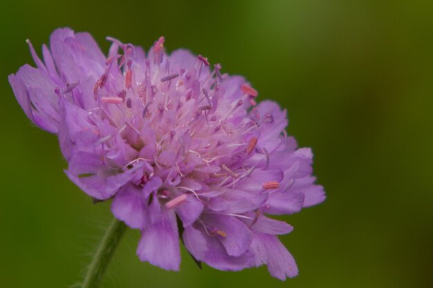 Nahaufnahme von lila Blüten