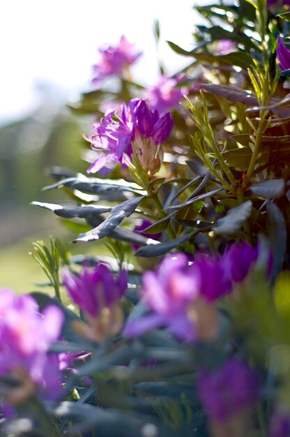 Foto nahaufnahme von lila blüten