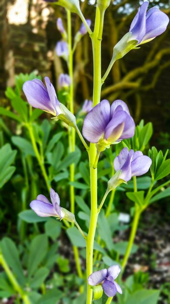 Foto nahaufnahme von lila blüten