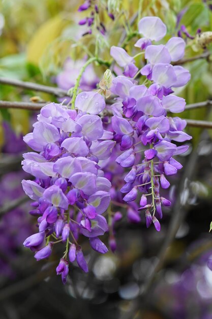 Foto nahaufnahme von lila blüten