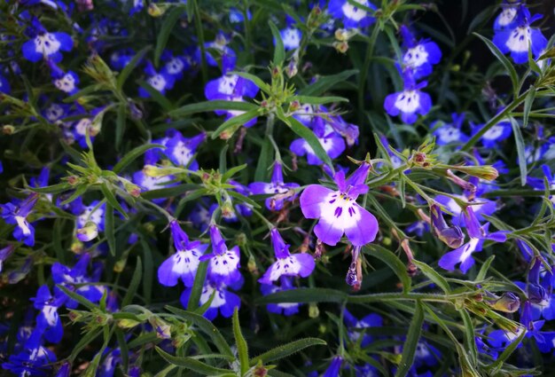 Foto nahaufnahme von lila blüten