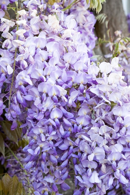 Foto nahaufnahme von lila blüten