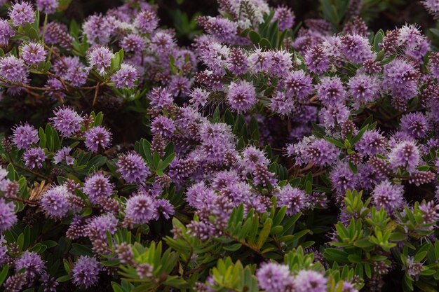 Foto nahaufnahme von lila blüten